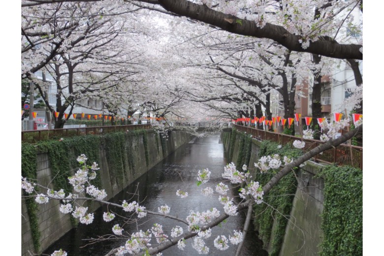 Scenic routes and trails for runners in Tokyo