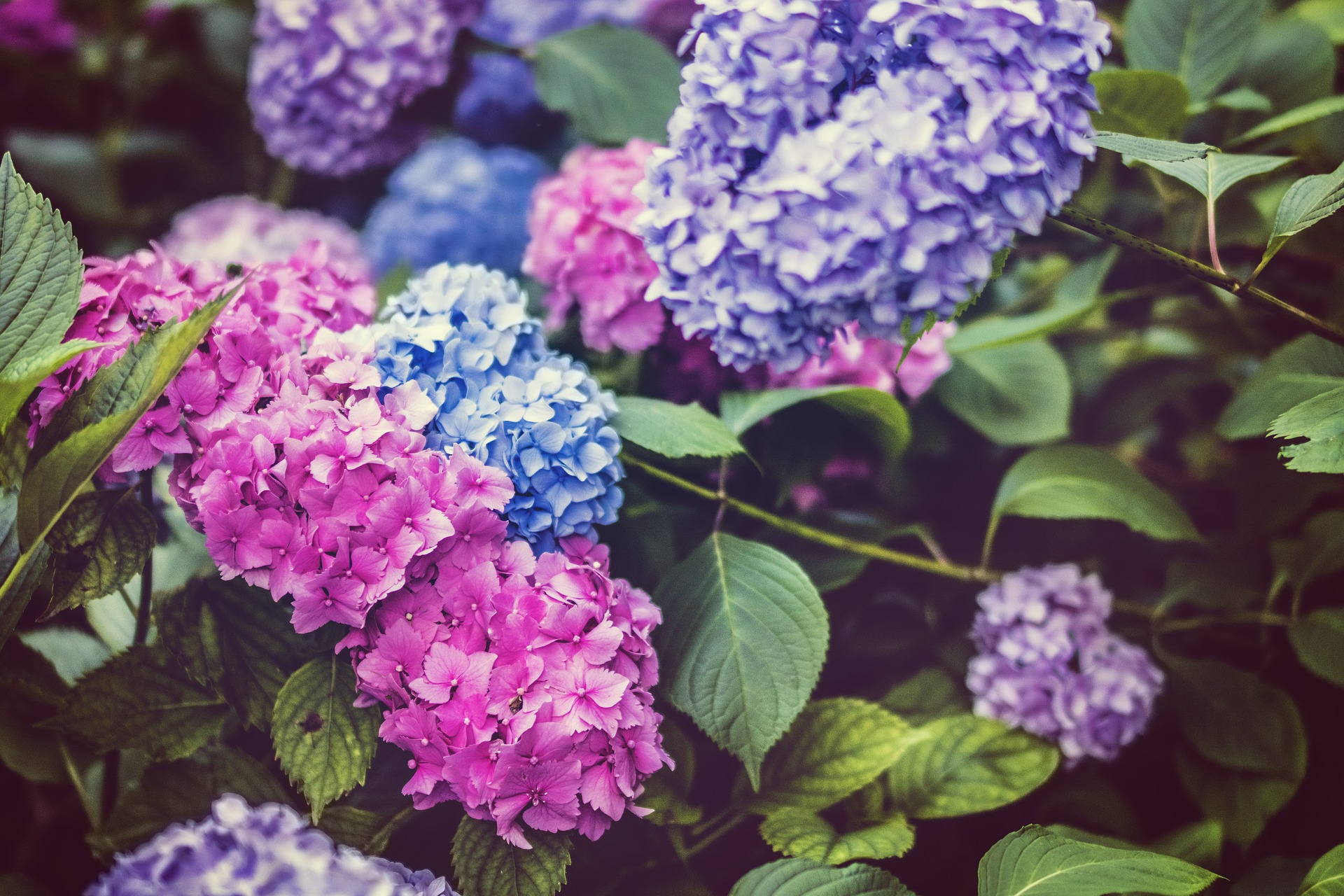 The Season Of Hydrangea Is Coming Guidable