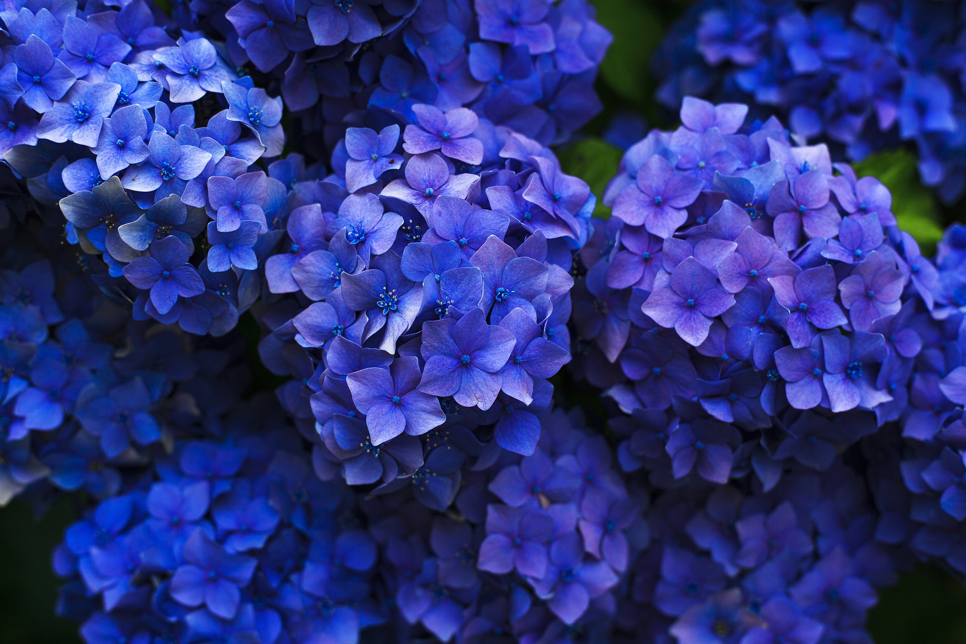 The Season Of Hydrangea Is Coming Guidable