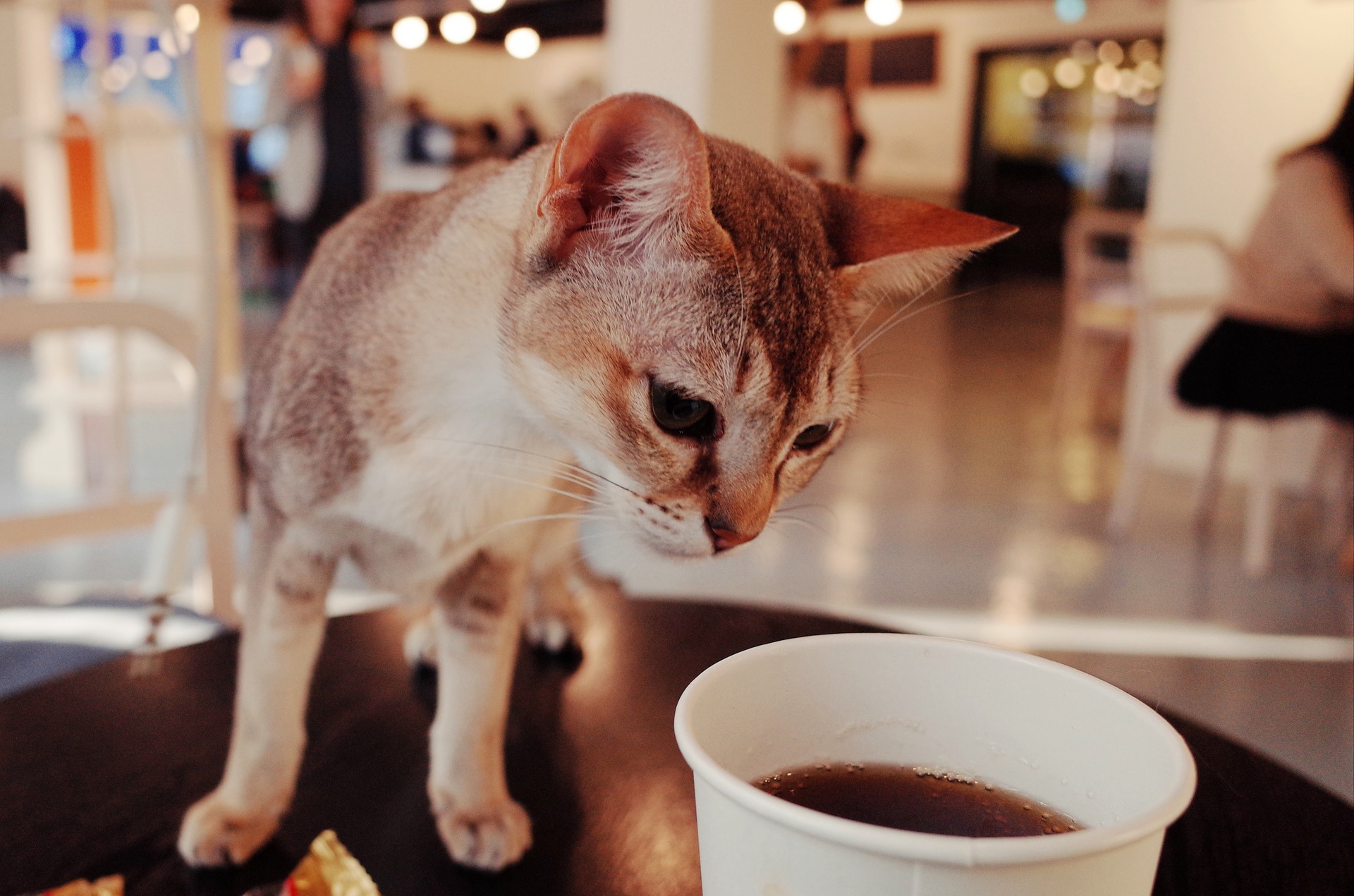 5 Animal-themed Cafes in Tokyo for a cozy Afternoon Tea