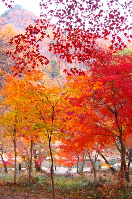 5 Must-See Autumn Spectacles in the Kanto Region