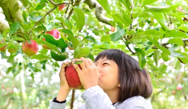 fruit picking in autumn in japan