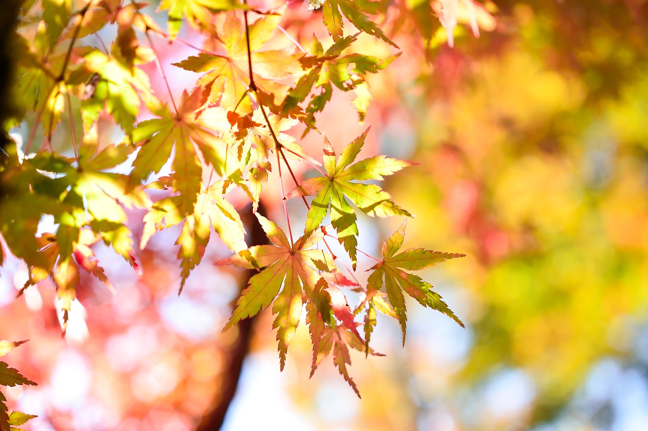 Visit Onsen during Autumn in Japan