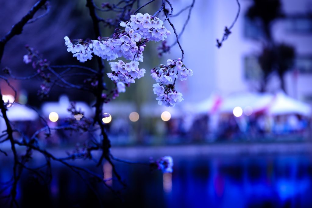 sakura (tree), flowers, anime girls, brunette, red eyes, blossom HD  Wallpaper