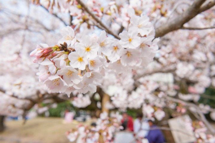 picnic under cherry blossoms