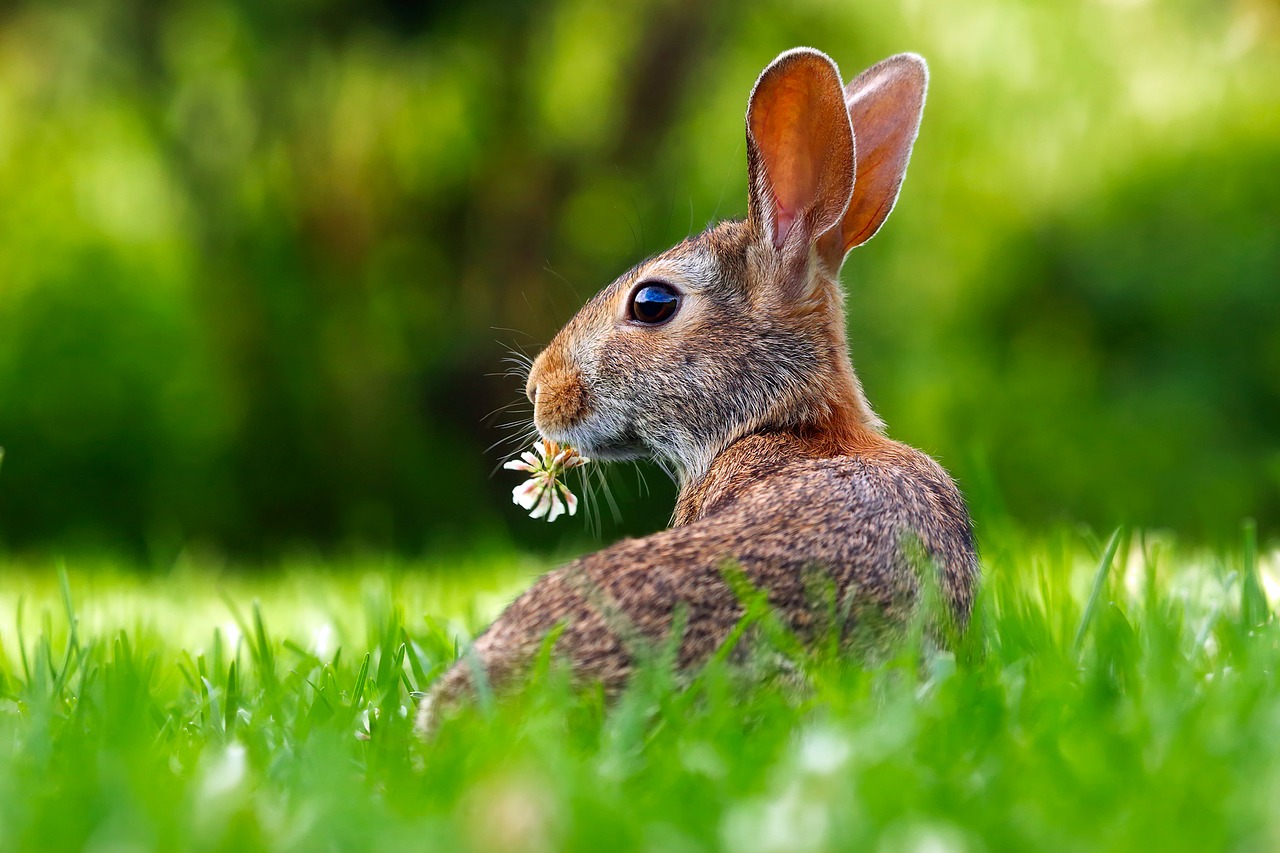 Pets in Japan, keeping rabbits