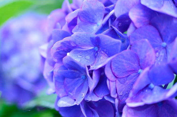 hydrangea, a famous flower that blooms during tsuyu