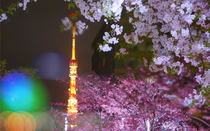 cherry blossoms in tokyo, sakura in tokyo, tokyo tower