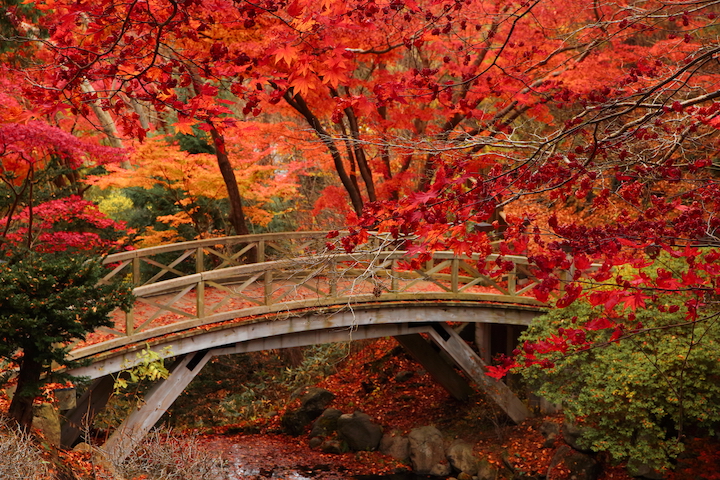 Autumn leaves Miharashi Park (Hokkaido)