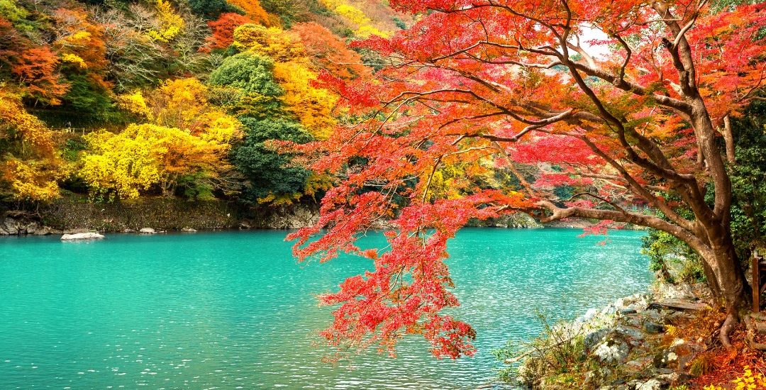tokyo and kyoto autumn leaves features