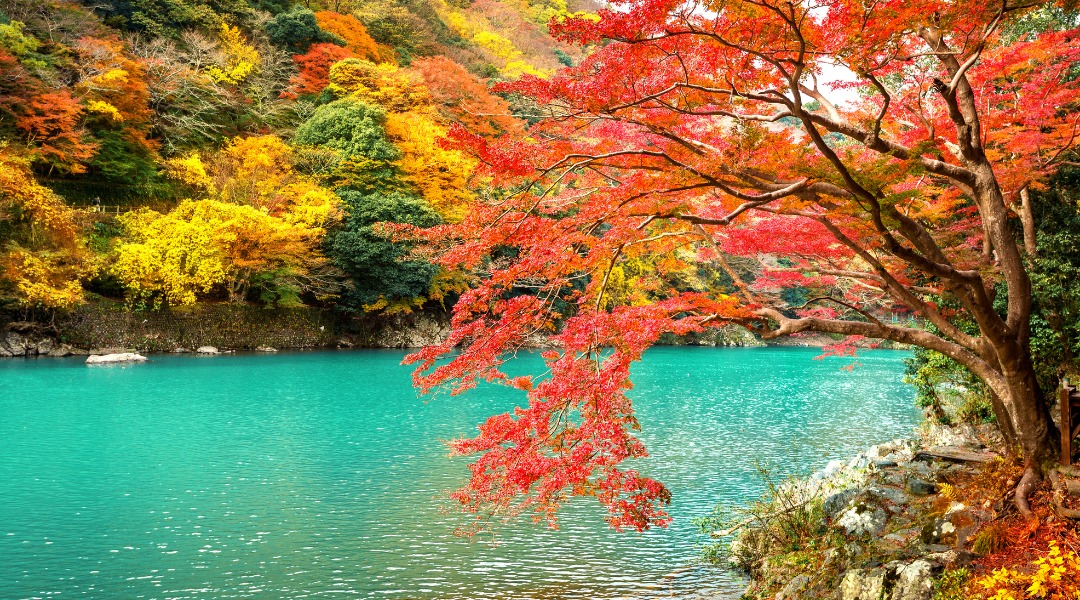 tokyo and kyoto autumn leaves features