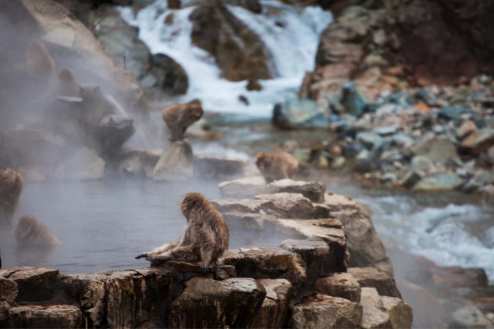snow monkey, jigokudani snow monkey park, monkeys, japanese macaque, nagano, japan