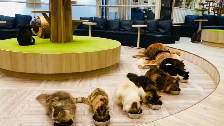 Mocha Cat Cafe in Omiya, Animal Cafes and Petting Zoo Facilities