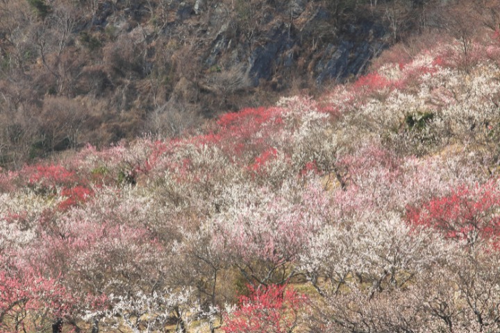 spring, japan, plum blossoms, ume, flower festival
