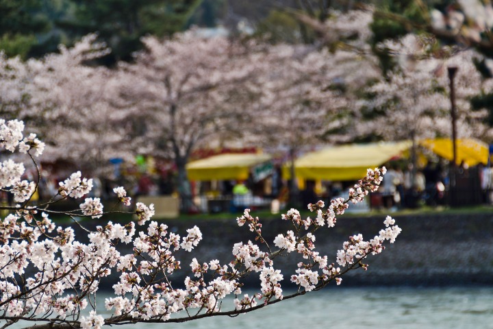 Kawazu Cherry Blossom Festival by the riverside