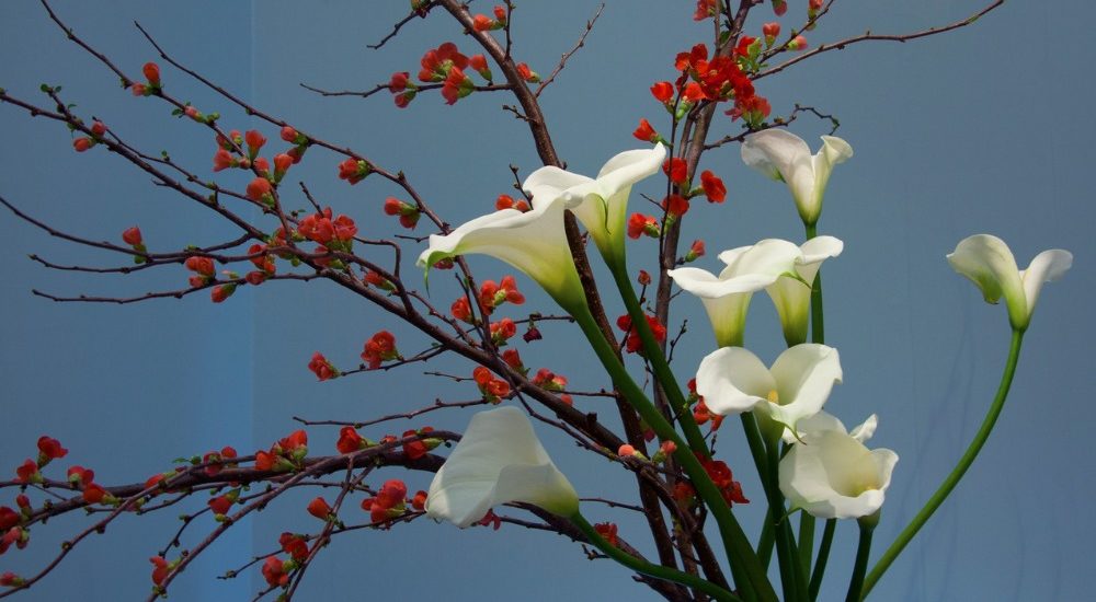 ikebana, flower arrangement, japanese flower arrangement, flowers, white flower, art, flower art, japan, japan culture, culture, japanese culture, japan travel