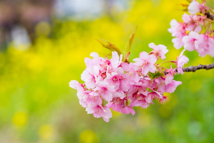 Sakura flowers with yellow flowers in the background