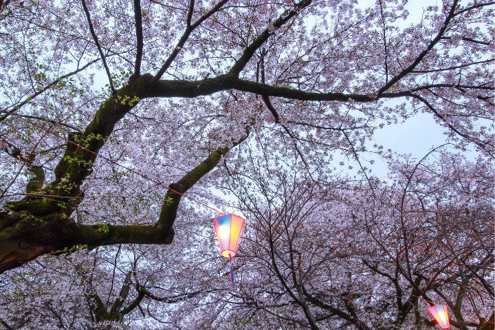 Festival light under the cherry blossoms