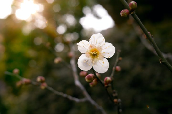 spring, japan, plum blossoms, ume, flower festival