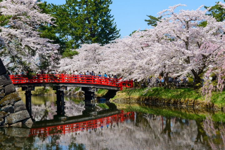 A view at the Hirosaki Cherry Blossom Matsuri