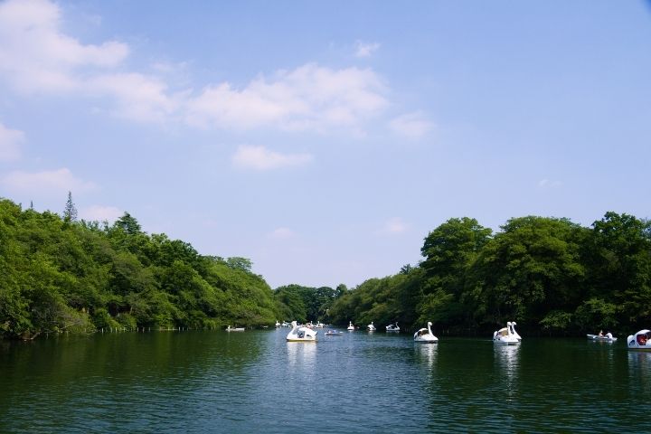 inokashira park central lake in Kichijoji with swan boats 