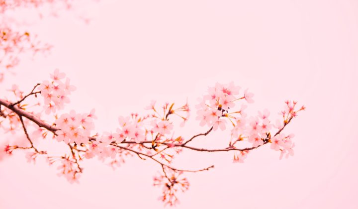photo of a sakura branch