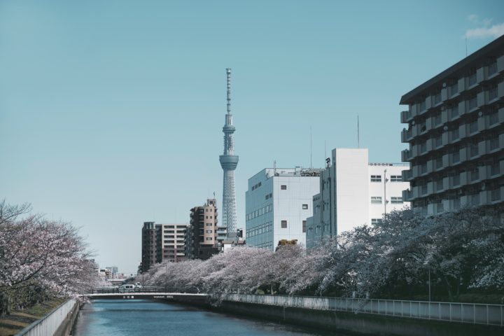 a photo of the sumida river bankside with skytree and a few buildings in the background