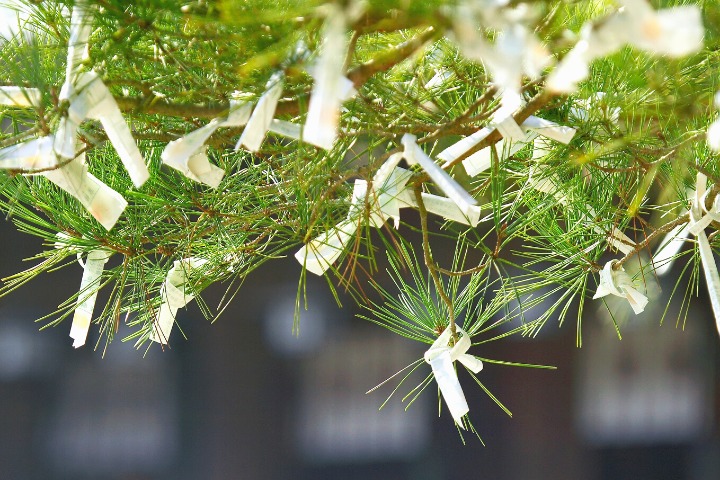 a photo of bad fortune omikuji tied to a pine tree