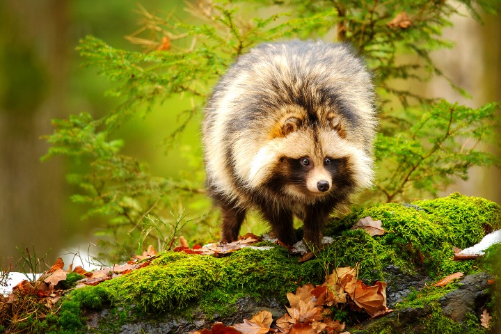 a photo of a raccoon in a forest
