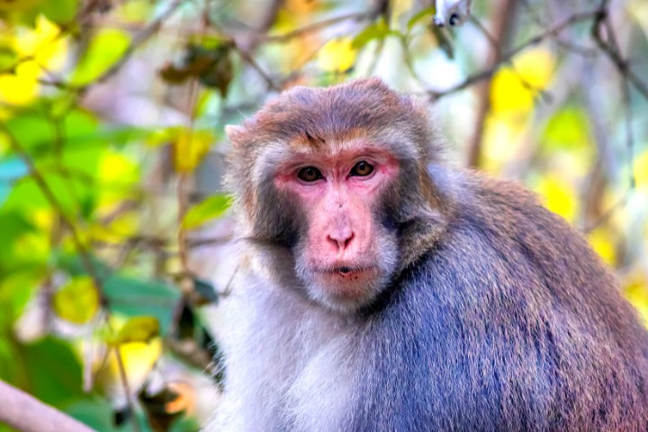 a photo of a japanese monkey