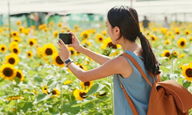 a photo of a woman taking a photo of sunflower field in summer in japan