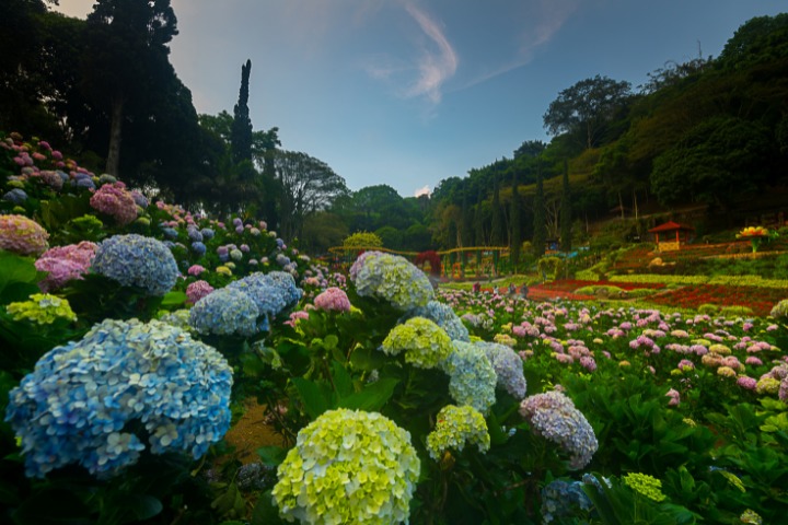 Hydrangea Flower Garden during summer in Japan