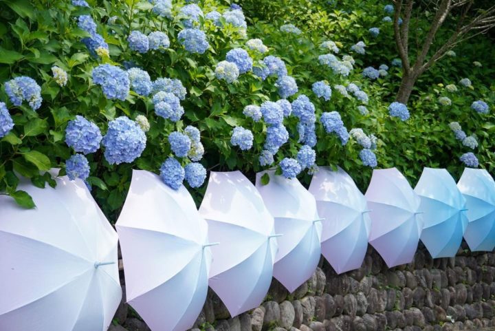 a photo of the hydrangea at hattasan temple during summer in japan