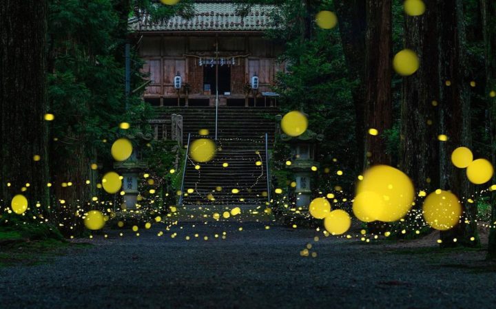 a photo of the fireflies at ushio shrine durng the summer in japan