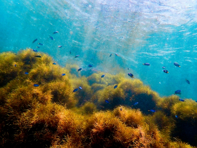 a photo of the coral reef and fish in the sea near one of the beaches near tokyo