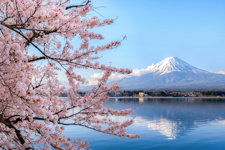 an image of mount fuji and cherry blossoms, a popular sight seeing spot with international students in Japan
