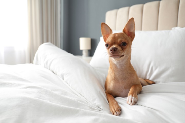 pet-friendly hotels dog on bed