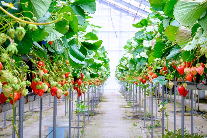 strawberry_picking_farm