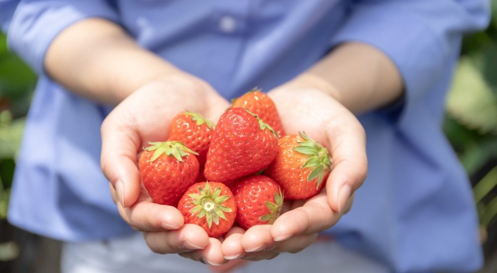 strawberry_picking_hands_holding