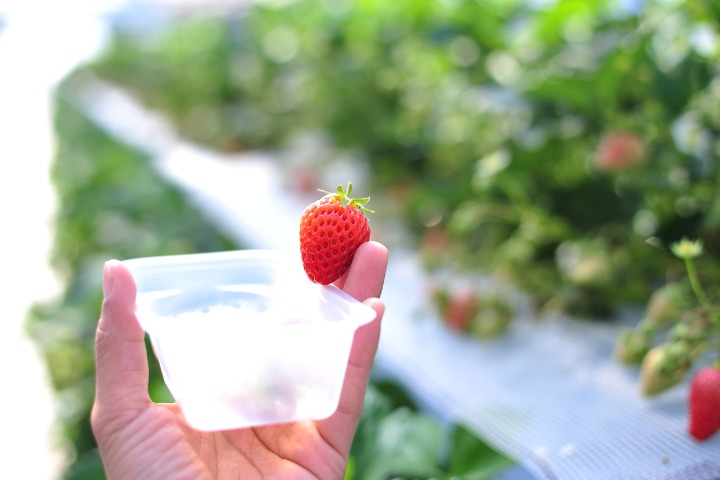 strawberry_picking_condensedmilk