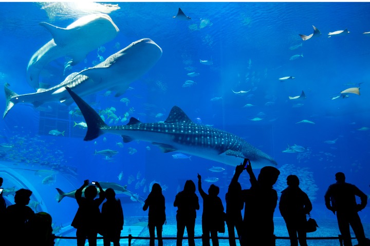 Things to Do in Okinawa: visit an Aquarium 