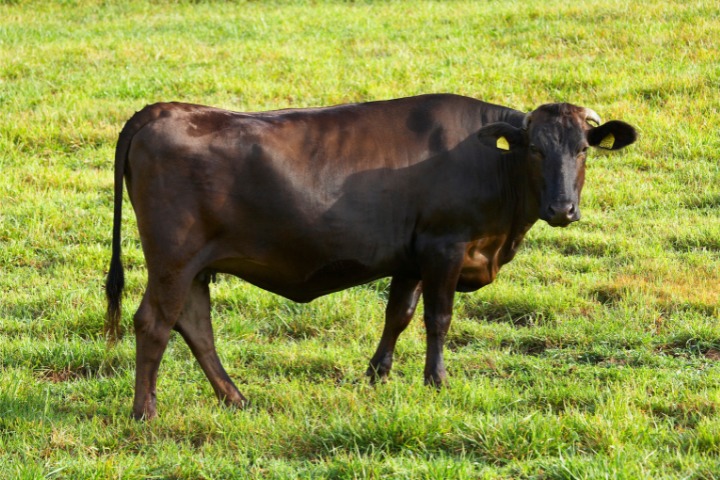 A Wagyu Cow