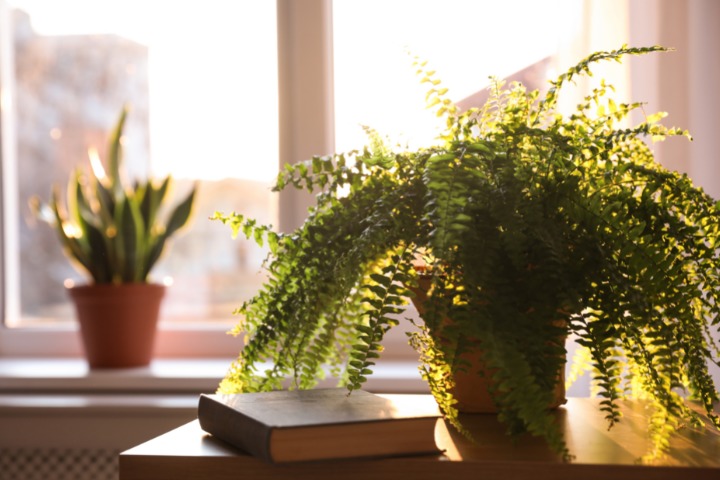 image of plants and books on the window sill in a sunlit room 