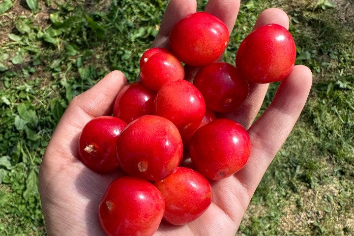 Yamagata cherries