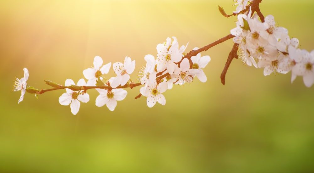 sakura as oubaitori symbol inspiring japanese concepts