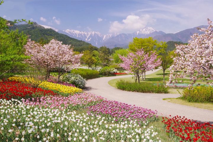 japanese flowers and parks with mountain view