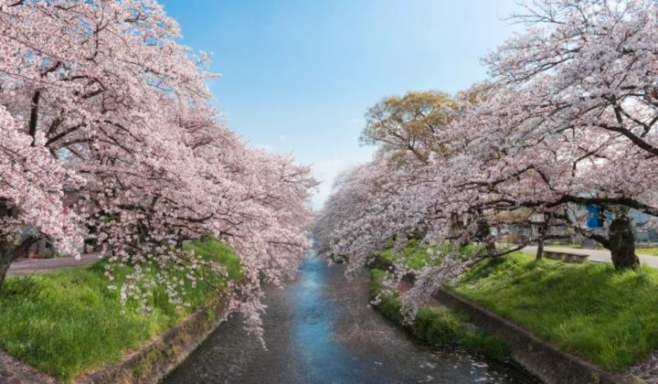 Pink cherry blossoms (sakura) blooming along a riverside in Japan during spring