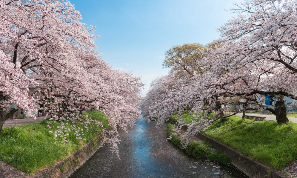 Pink cherry blossoms (sakura) blooming along a riverside in Japan during spring