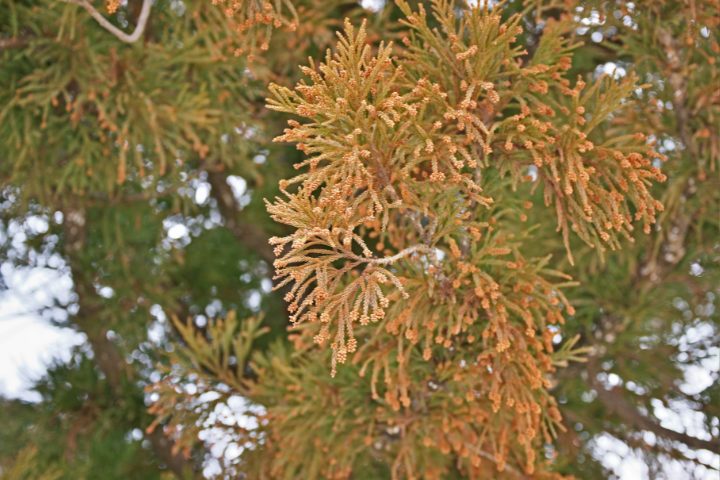Cedar pollen hanging from tree branches
