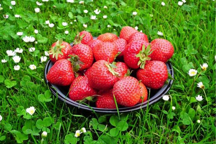 Sweet red strawberries displayed on a plate
